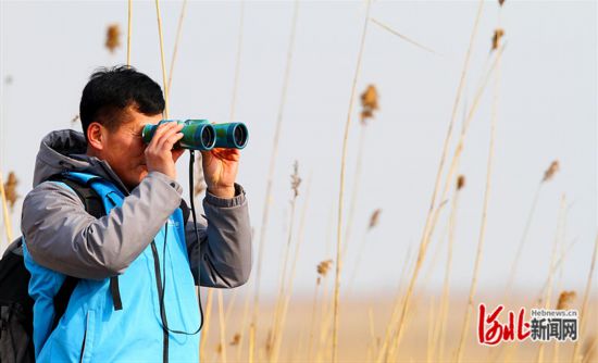 雄安新區:愛鳥志愿者新春護鳥飛1.png